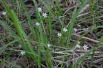 White blue-eyed grass